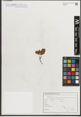 Foto von Salix L.